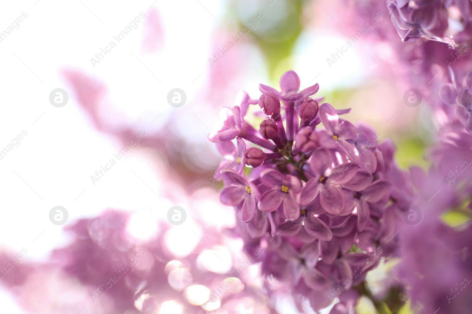 Photo of Closeup view of beautiful blossoming lilac shrub outdoors