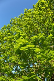 Tree with fresh young green leaves outdoors on spring day, low angle view