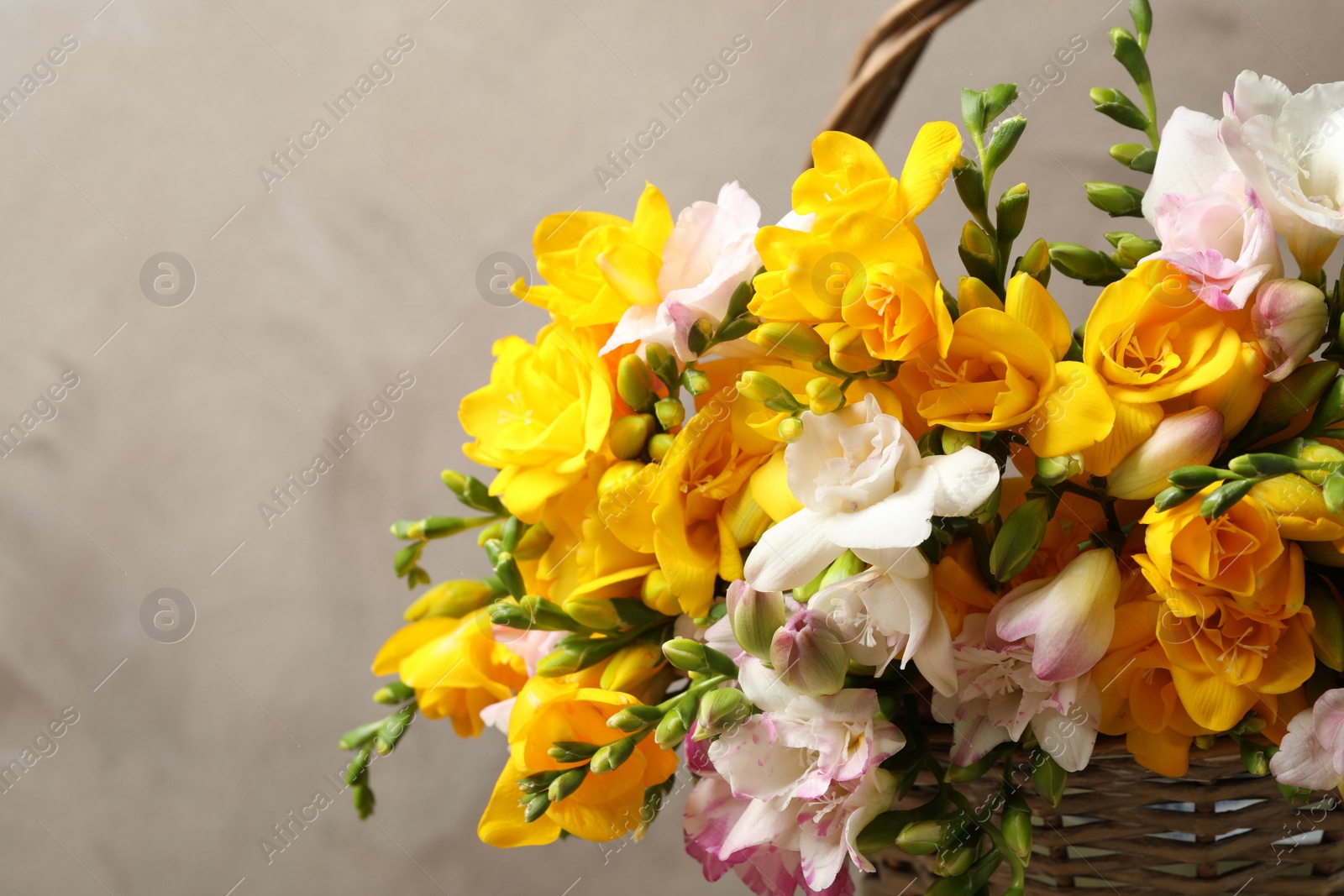 Photo of Beautiful blooming freesias in wicker basket against grey background, closeup