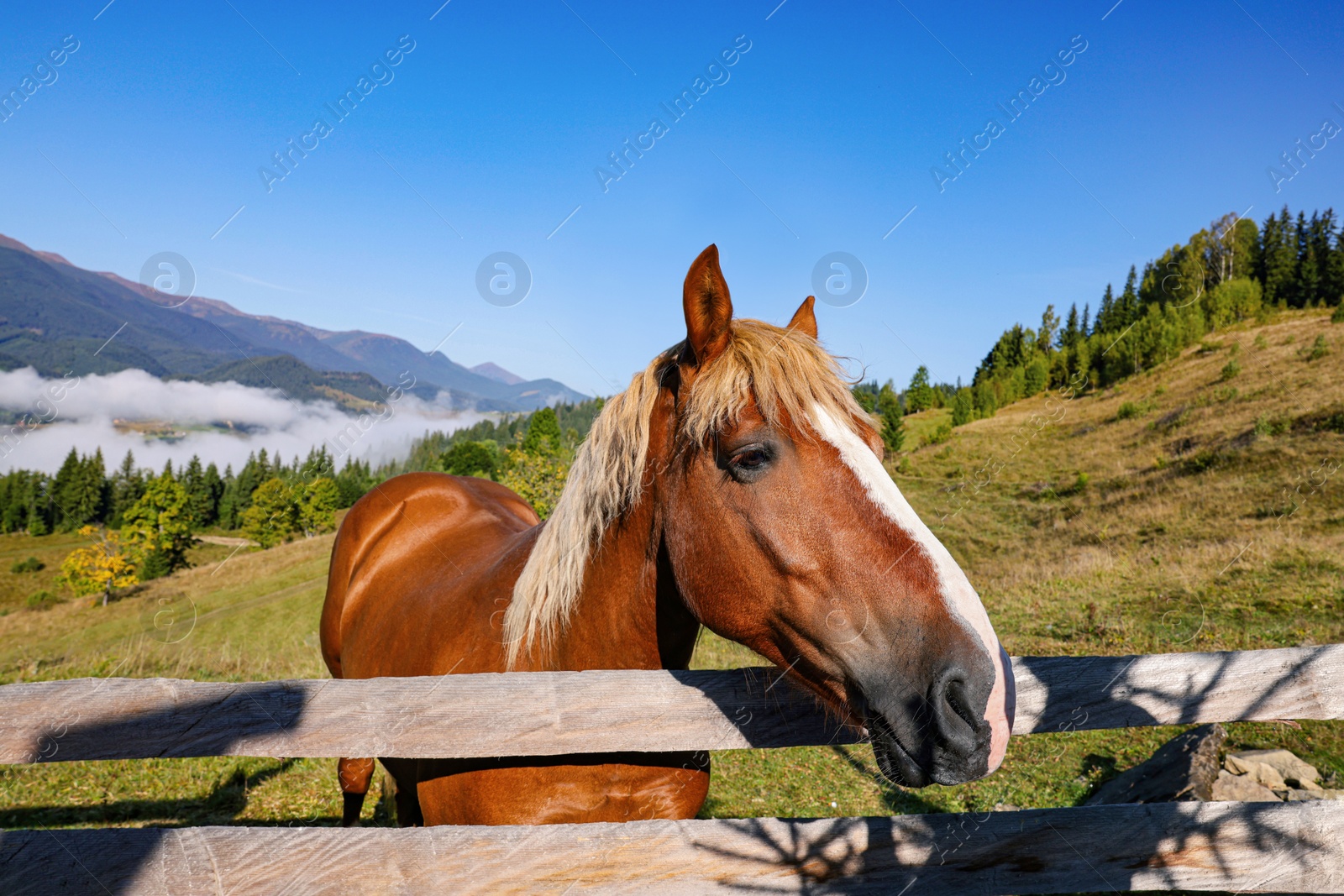 Photo of Cute horse near fence in mountains. Lovely domesticated pet