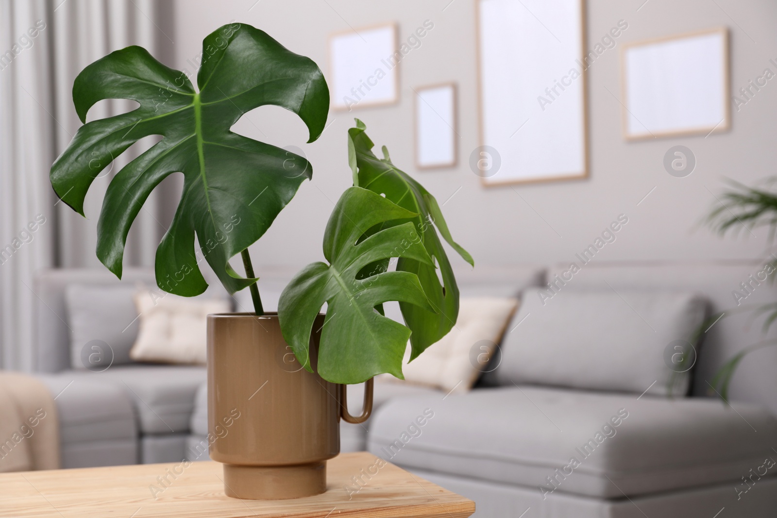 Photo of Ceramic vase with tropical leaves on wooden table in living room. Space for text