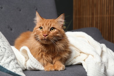 Photo of Cute red cat on dark grey sofa at home, closeup view. Space for text