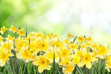 Beautiful spring flowers outdoors on sunny day 