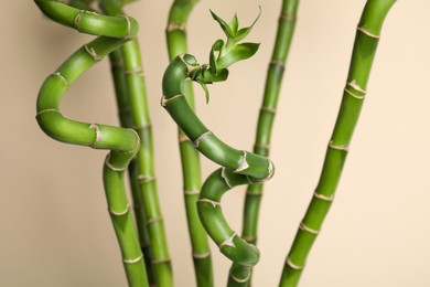 Beautiful green bamboo stems on beige background