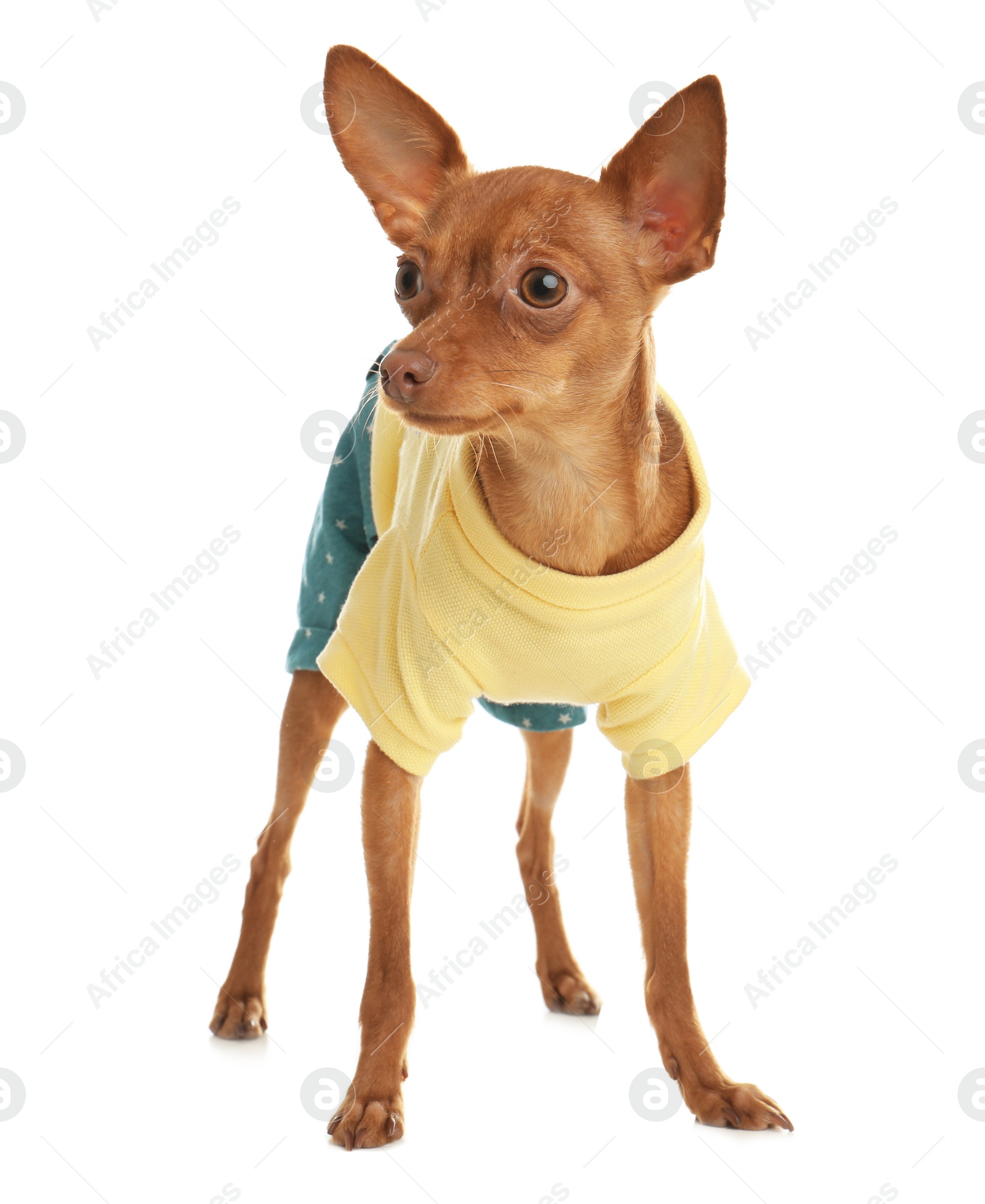 Photo of Cute toy terrier in funny clothes isolated on white. Domestic dog