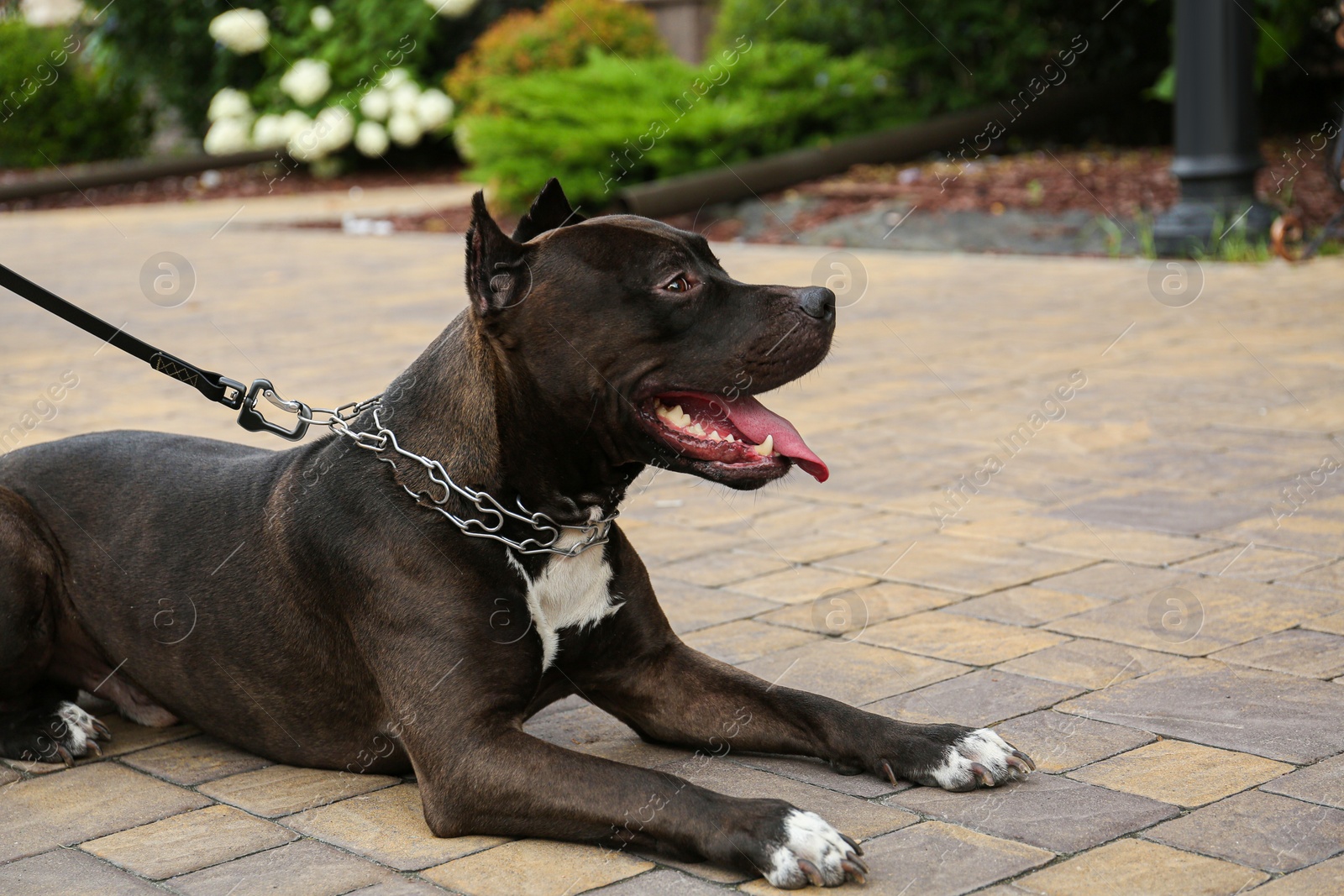 Photo of Beautiful American Staffordshire Terrier on leash outdoors. Dog walking