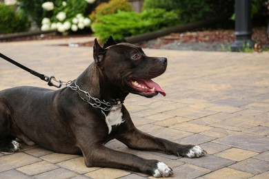 Photo of Beautiful American Staffordshire Terrier on leash outdoors. Dog walking