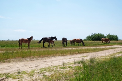 Photo of Domestic horses in pasture on summer day