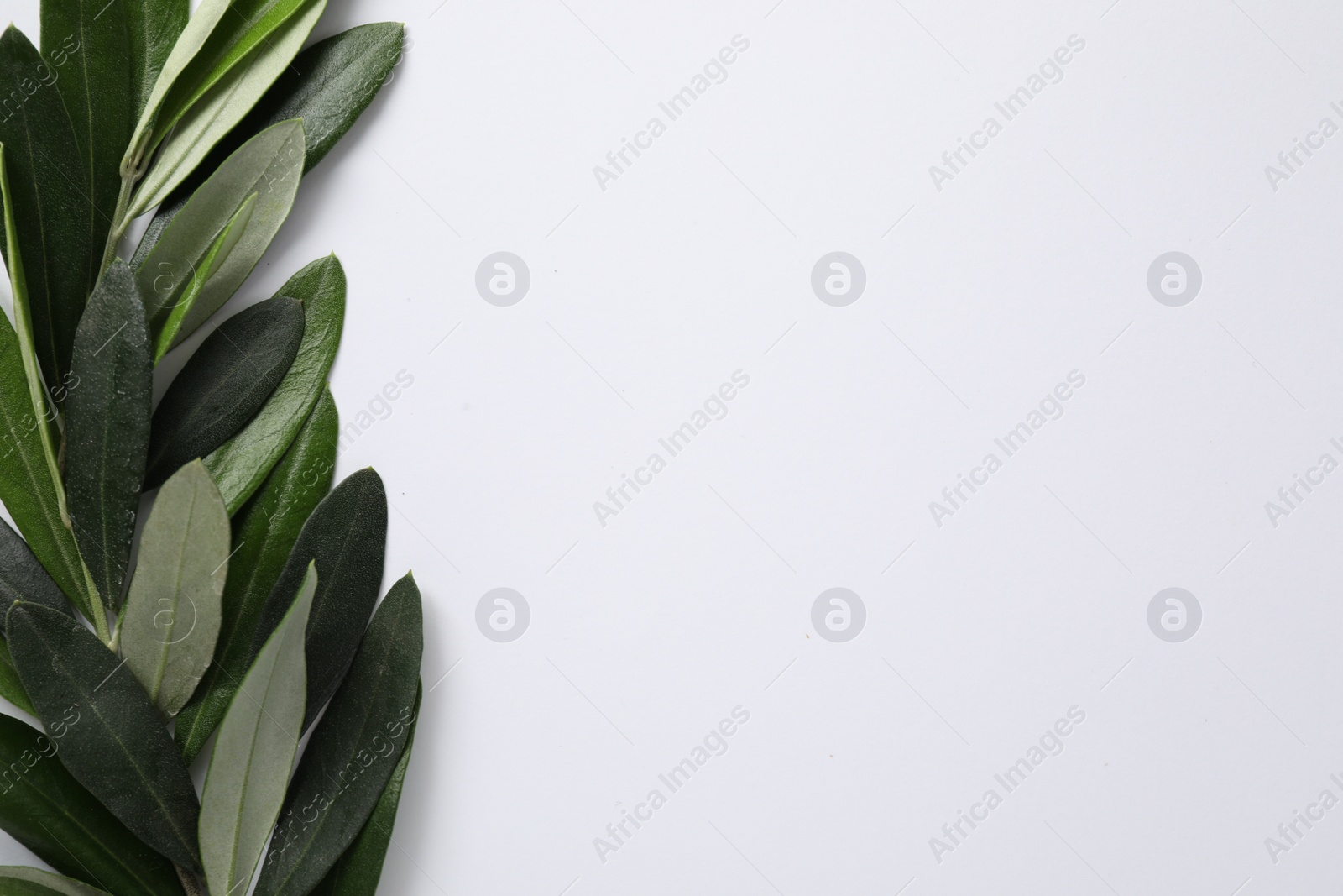 Photo of Olive twig with fresh green leaves on white background, top view. Space for text