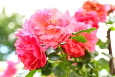 Photo of Beautiful blooming pink roses in garden on summer day, closeup view