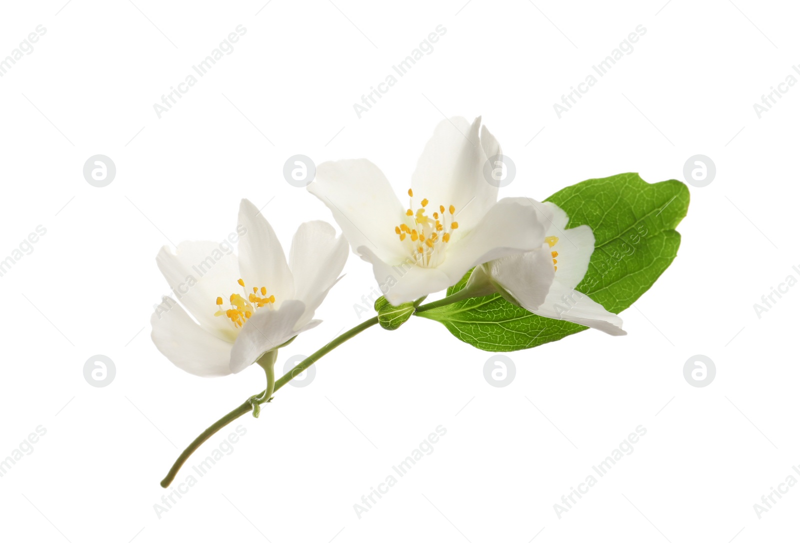 Photo of Beautiful flowers of jasmine plant with leaf on white background