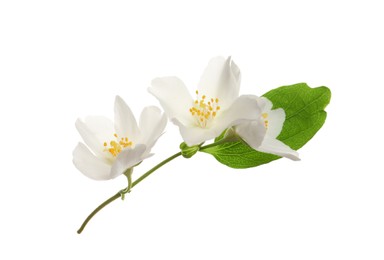 Photo of Beautiful flowers of jasmine plant with leaf on white background