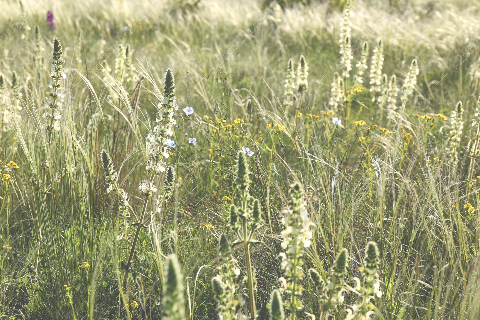 Photo of Beautiful flowers growing in meadow on sunny day