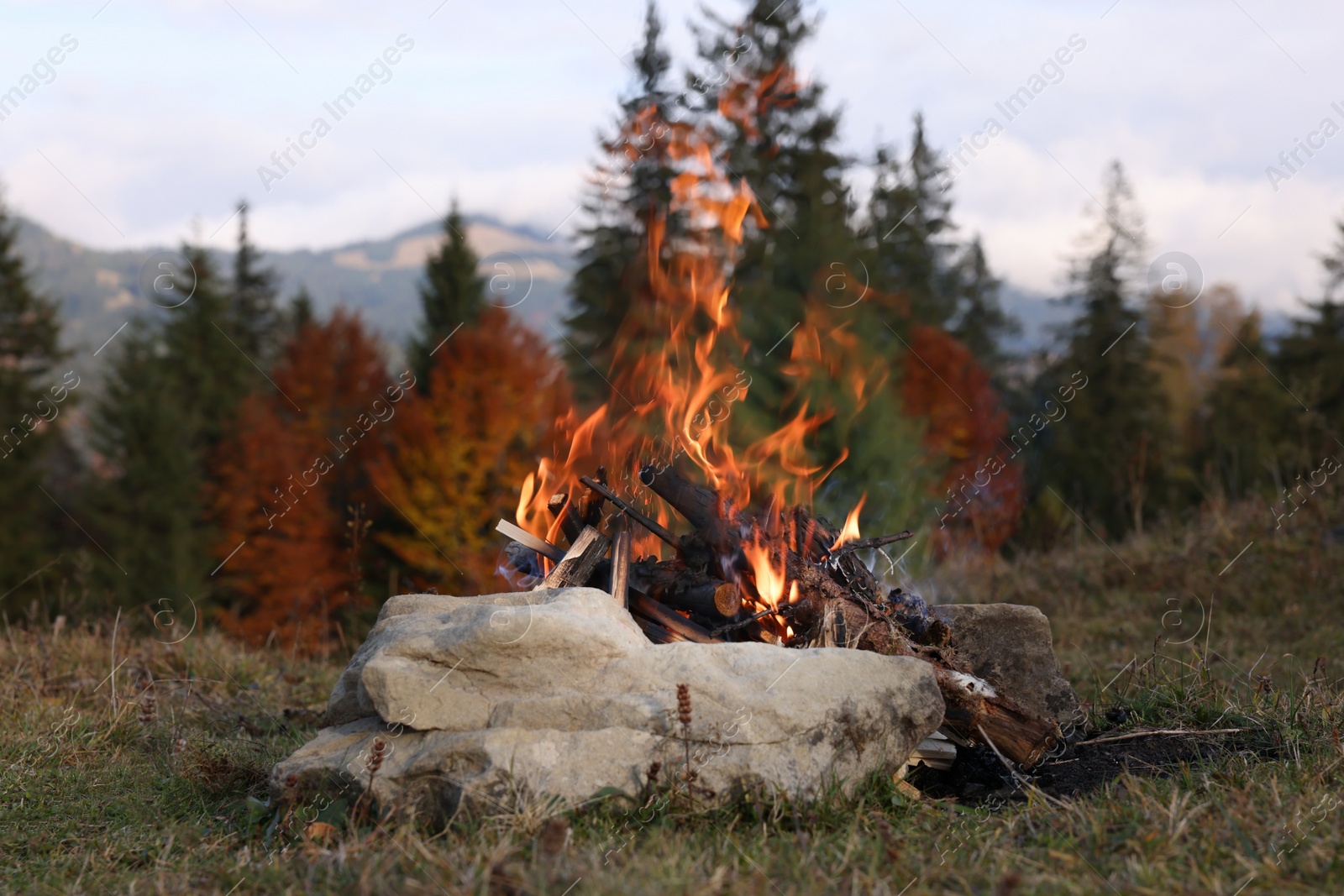 Photo of Beautiful bonfire near forest in mountains. Camping season