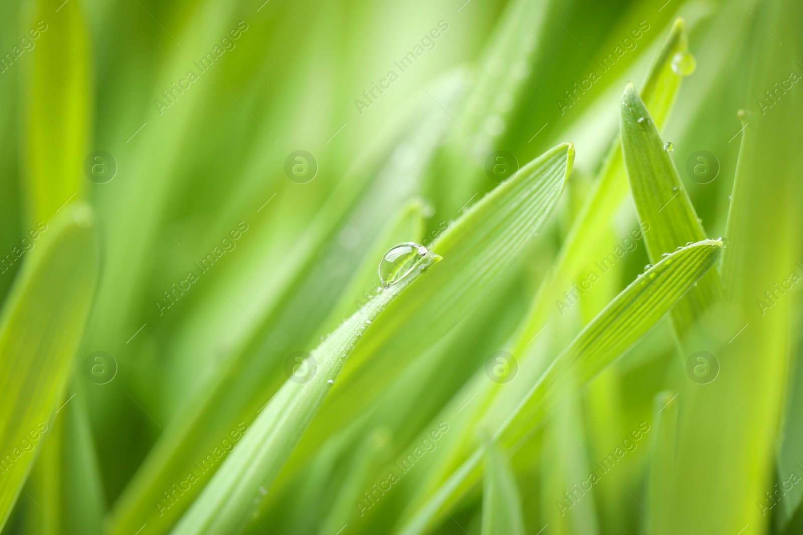 Photo of Green grass with water drops on blurred background, closeup