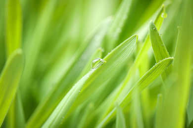 Photo of Green grass with water drops on blurred background, closeup