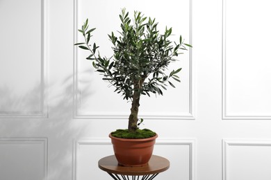 Photo of Beautiful young potted olive tree on table near white wall indoors. Interior element