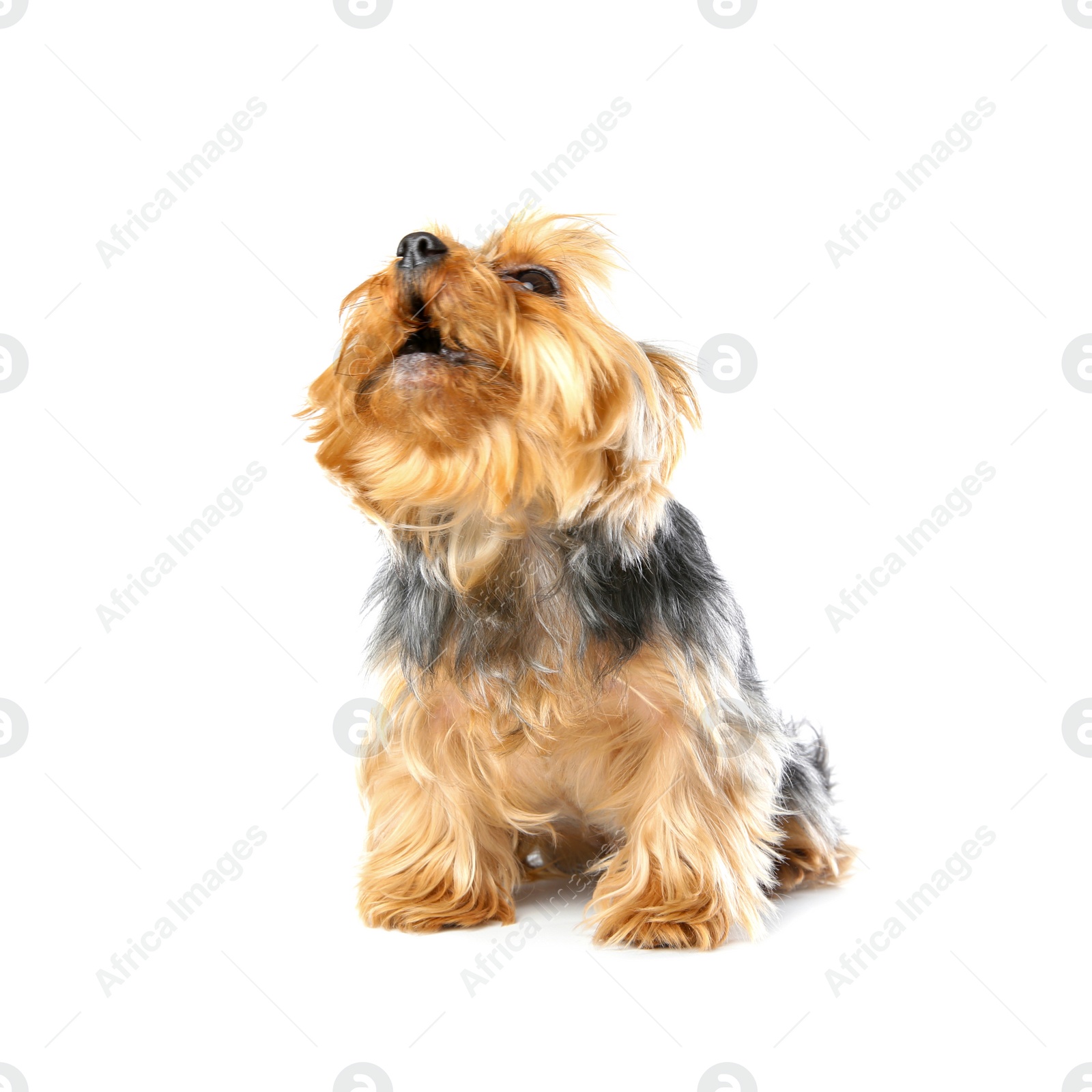 Photo of Yorkshire terrier isolated on white. Happy dog