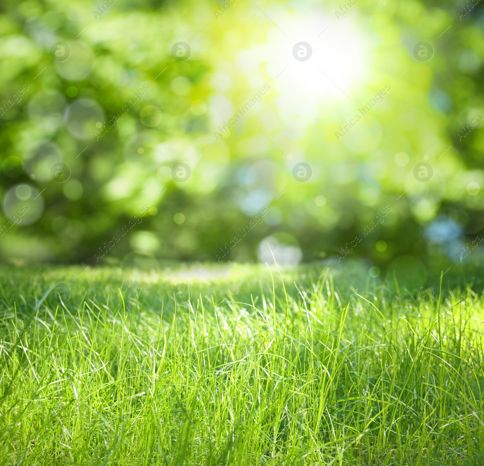 Image of Vibrant green grass outdoors on sunny day