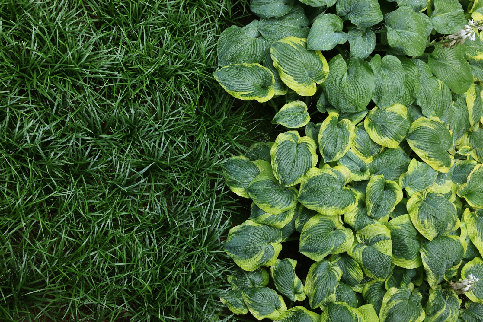 Photo of Beautiful hostas and green grass outdoors, top view