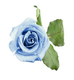 Image of Beautiful blooming light blue rose on white background