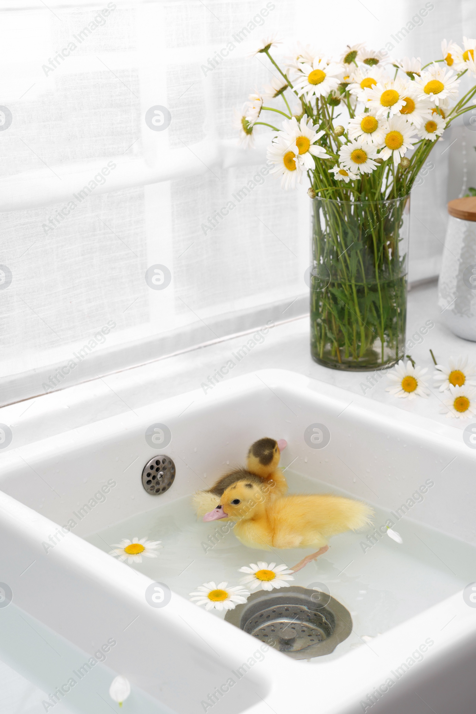 Photo of Cute fluffy ducklings swimming in sink with chamomiles indoors. Baby animals