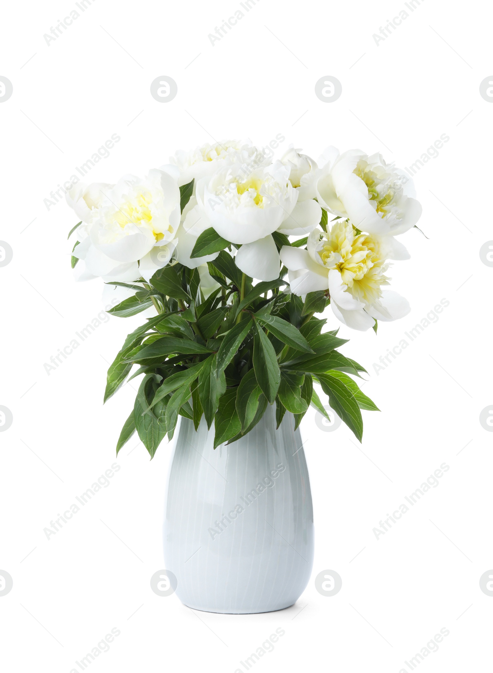 Photo of Beautiful blooming peonies in vase isolated on white