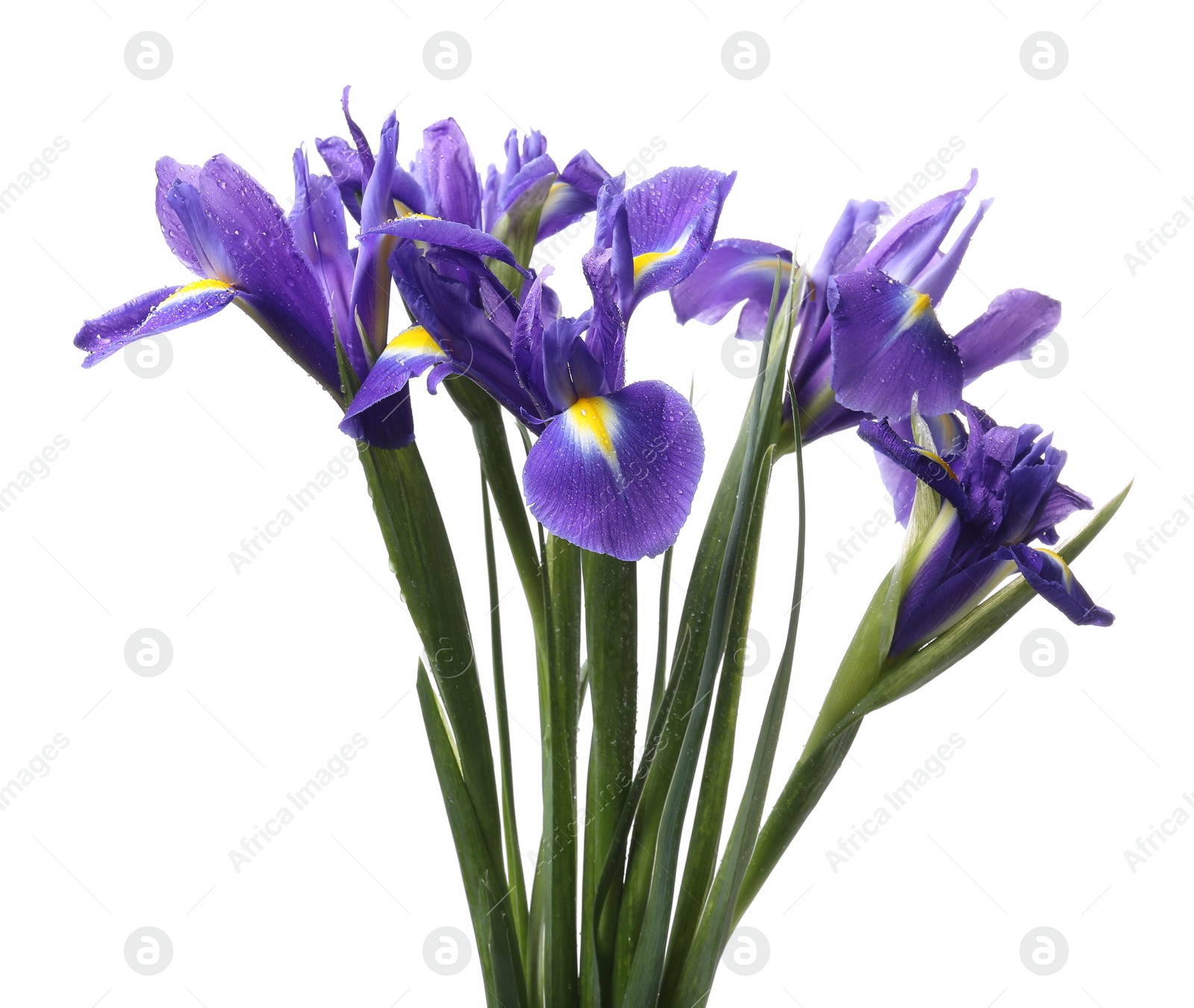 Photo of Beautiful violet iris flowers with water drops isolated on white