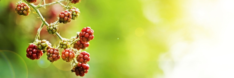 Ripening blackberries on branch against blurred background, closeup. Banner design with space for text