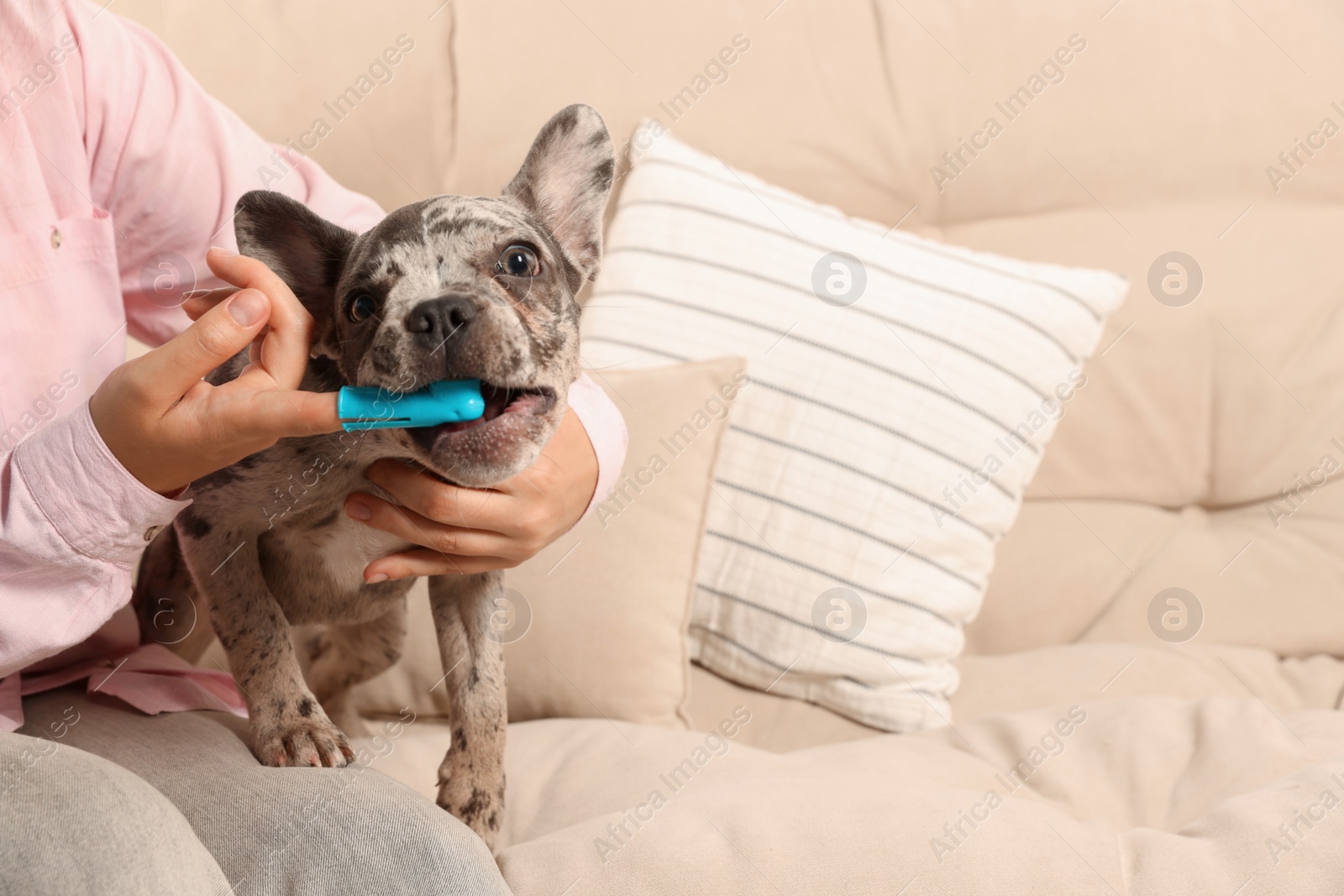 Photo of Woman brushing dog's teeth on sofa at home, closeup. Space for text