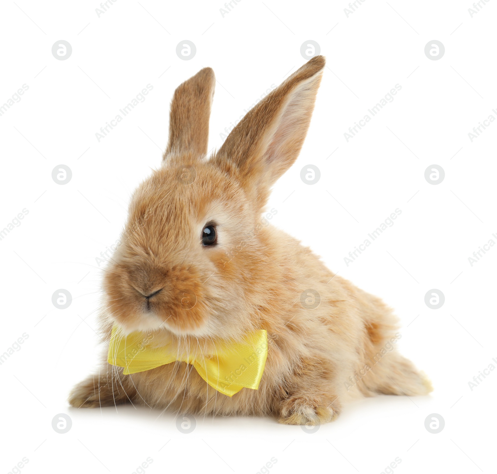 Photo of Adorable furry Easter bunny with cute bow tie on white background