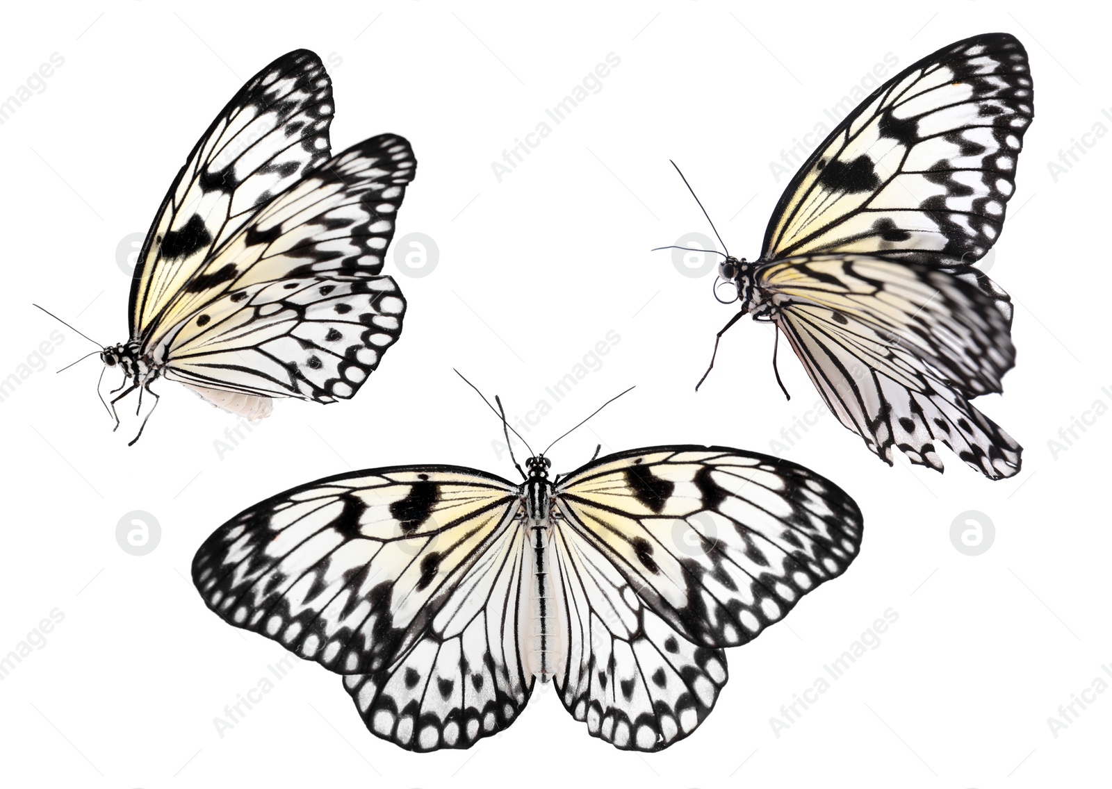 Image of Set of beautiful rice paper butterflies on white background