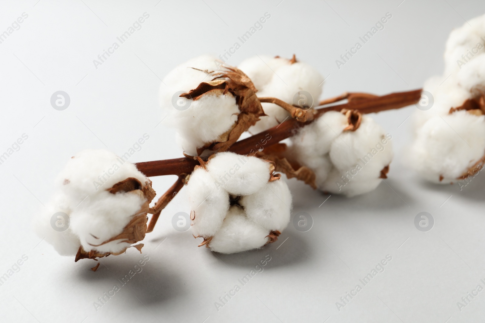 Photo of Dried cotton branch with fluffy flowers on white background, closeup