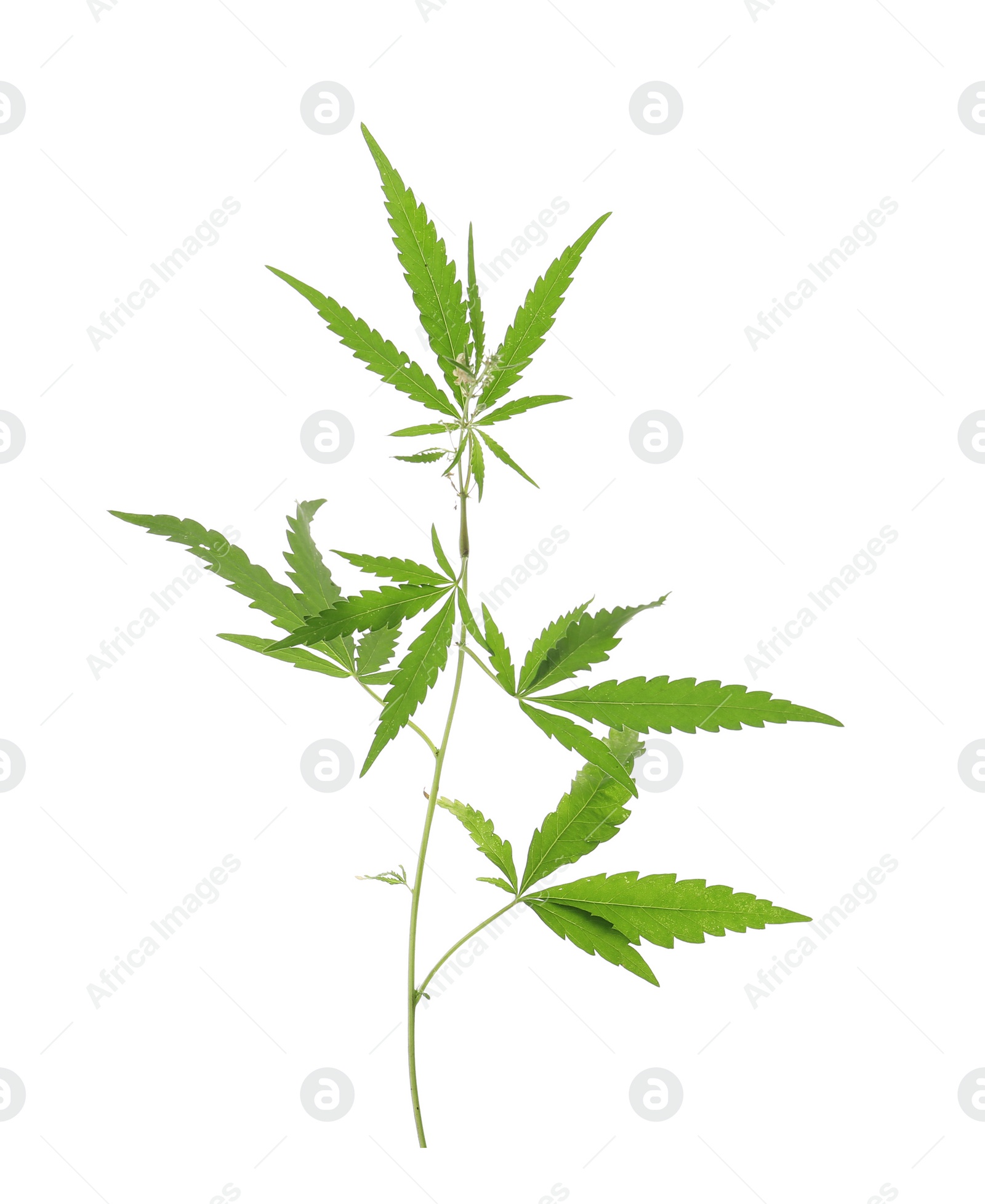 Photo of Fresh green hemp plant on white background