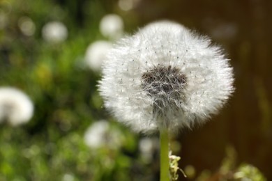 Photo of Beautiful fluffy dandelion flower growing outdoors, closeup. Space for text