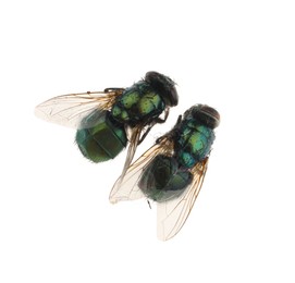 Common green bottle flies on white background, top view