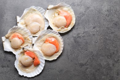 Photo of Many fresh raw scallops in shells on grey table, flat lay. Space for text