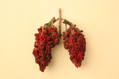 Photo of Human lungs made of sumac on beige background, flat lay