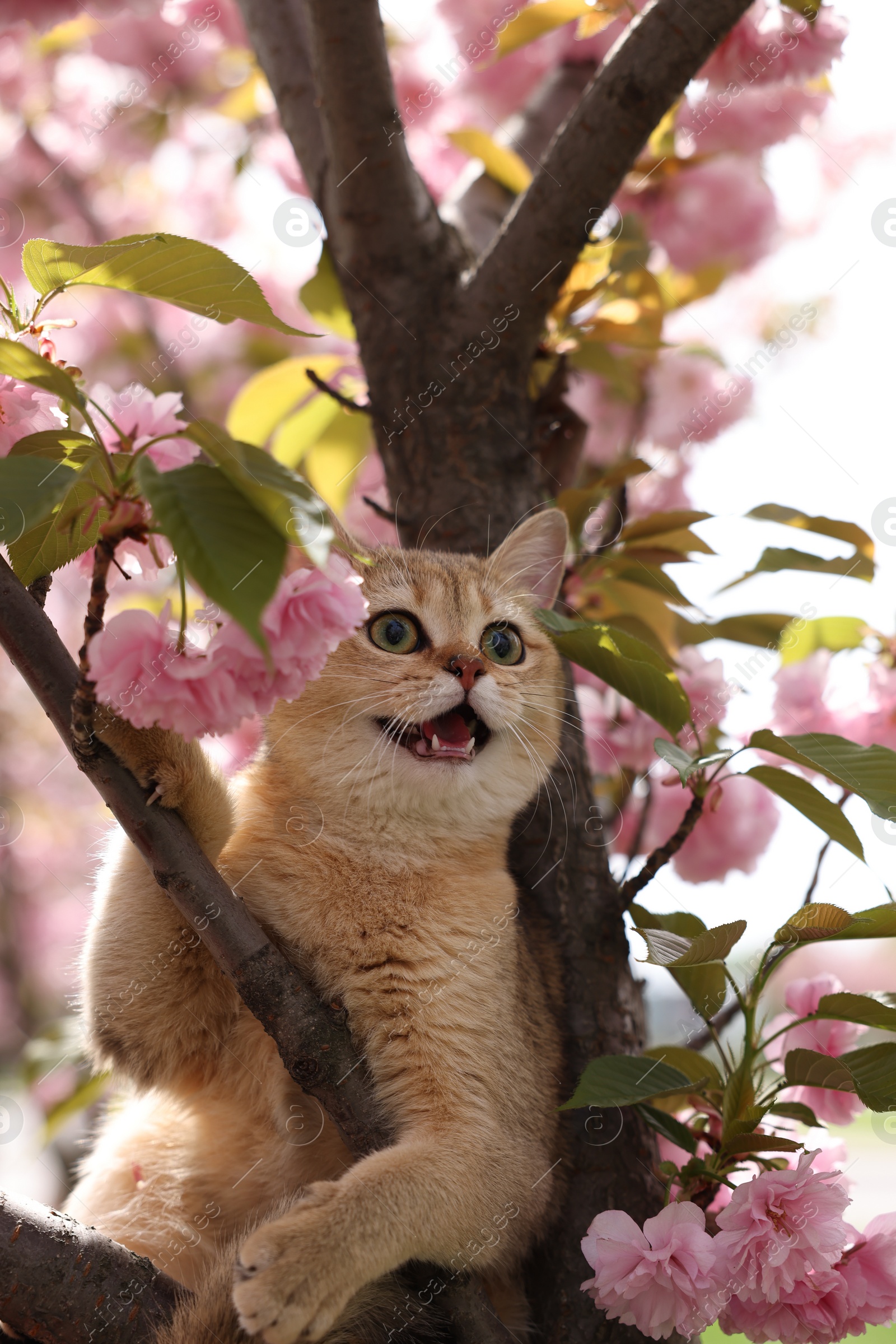 Photo of Cute cat on blossoming spring tree outdoors