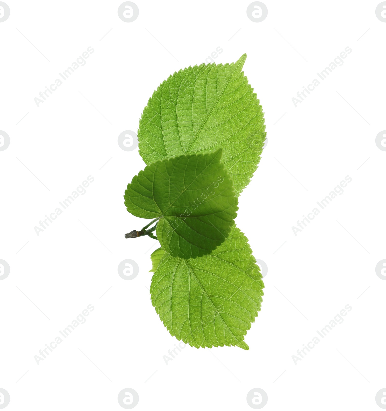 Photo of Branch with green leaves on white background