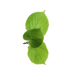 Branch with green leaves on white background