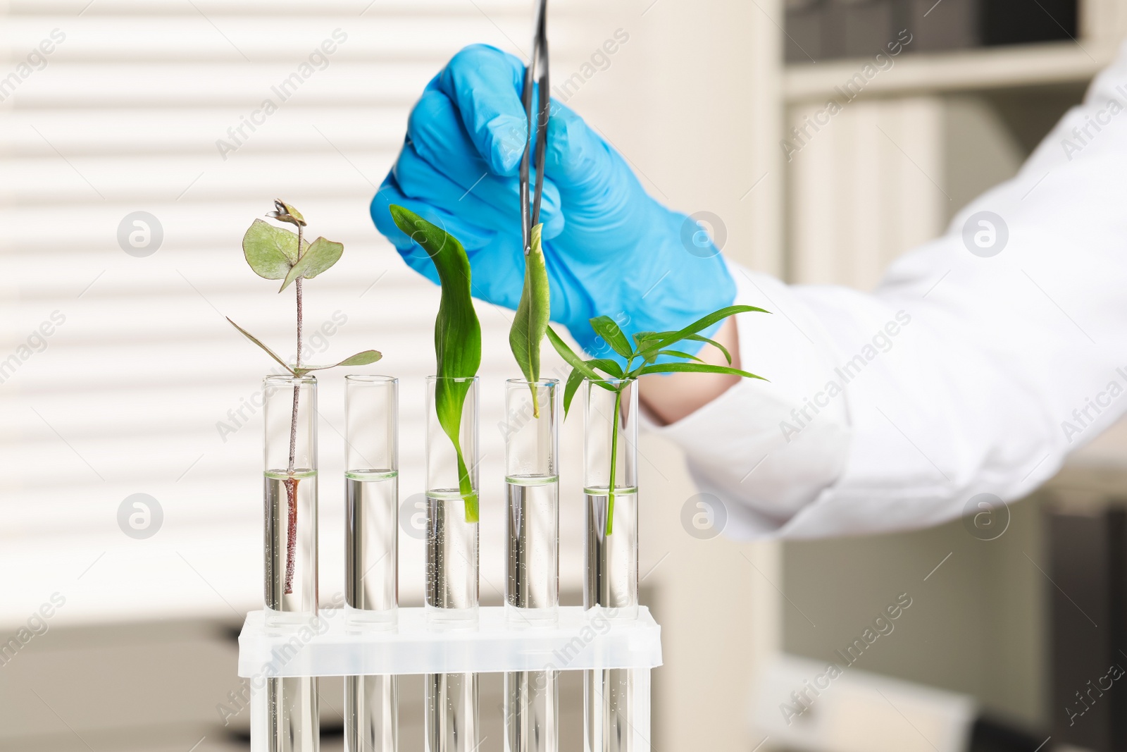 Photo of Scientist putting plant into test tube in laboratory, closeup