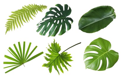 Set with beautiful fern and other tropical leaves on white background 