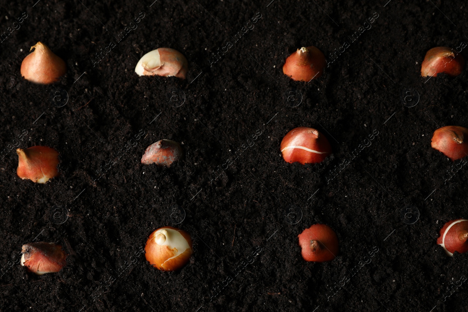 Photo of Many tulip bulbs in soil, above view