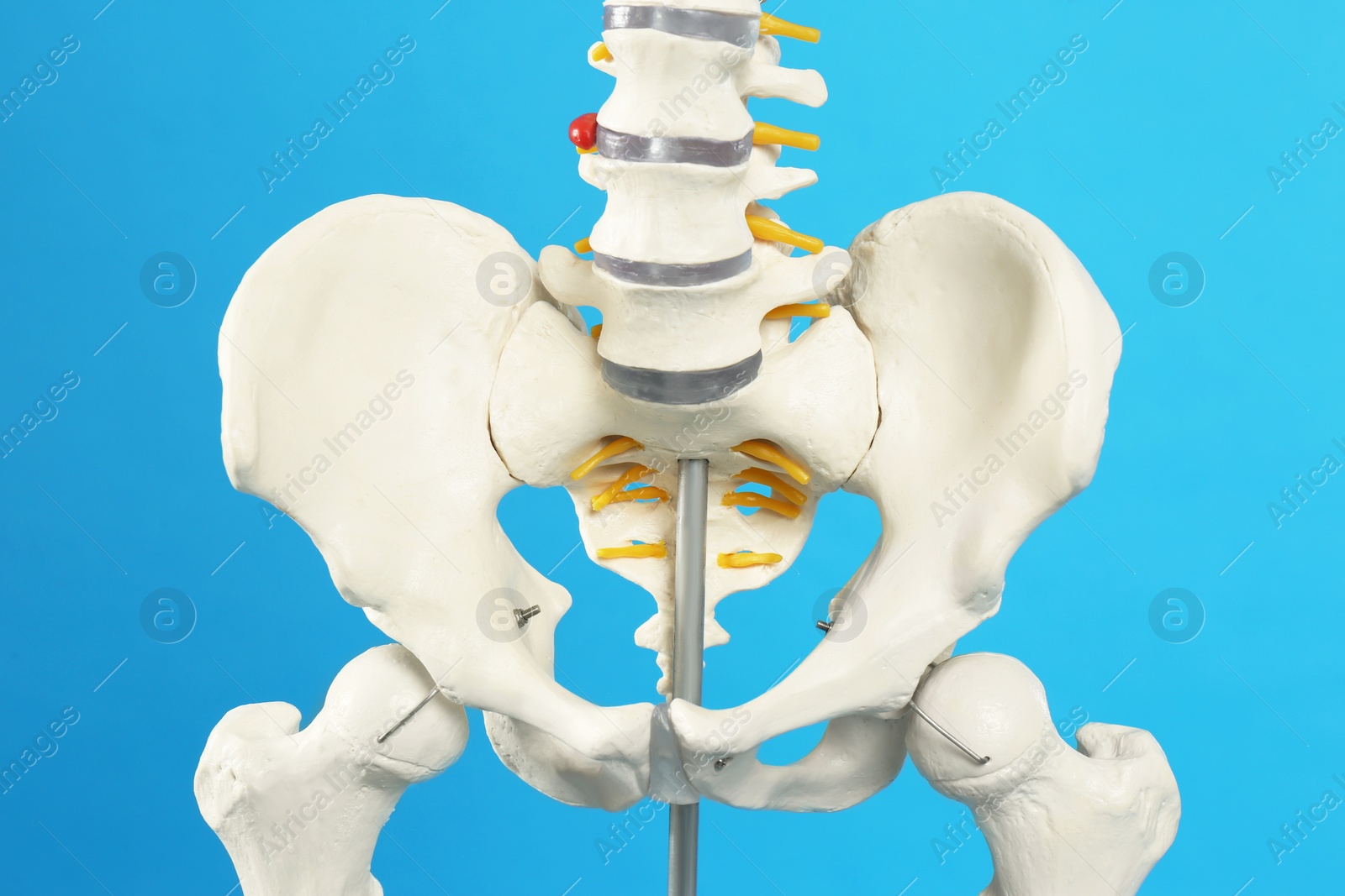 Photo of Artificial human skeleton model on blue background, closeup