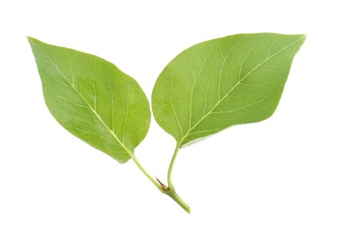 Photo of Fresh green lilac leaves on white background