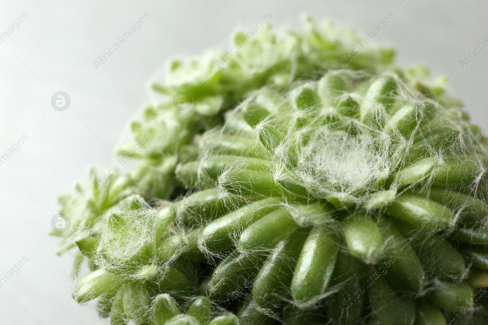 Photo of Beautiful echeverias on light grey background, closeup. Succulent plants