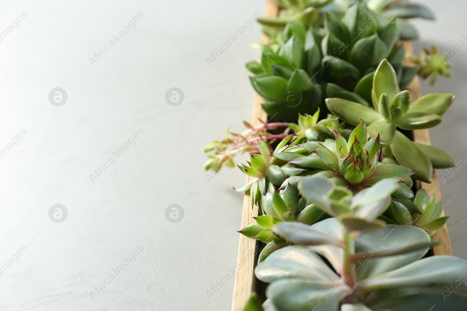 Photo of Closeup view of many different echeverias in wooden tray on light grey background, space for text. Succulent plants