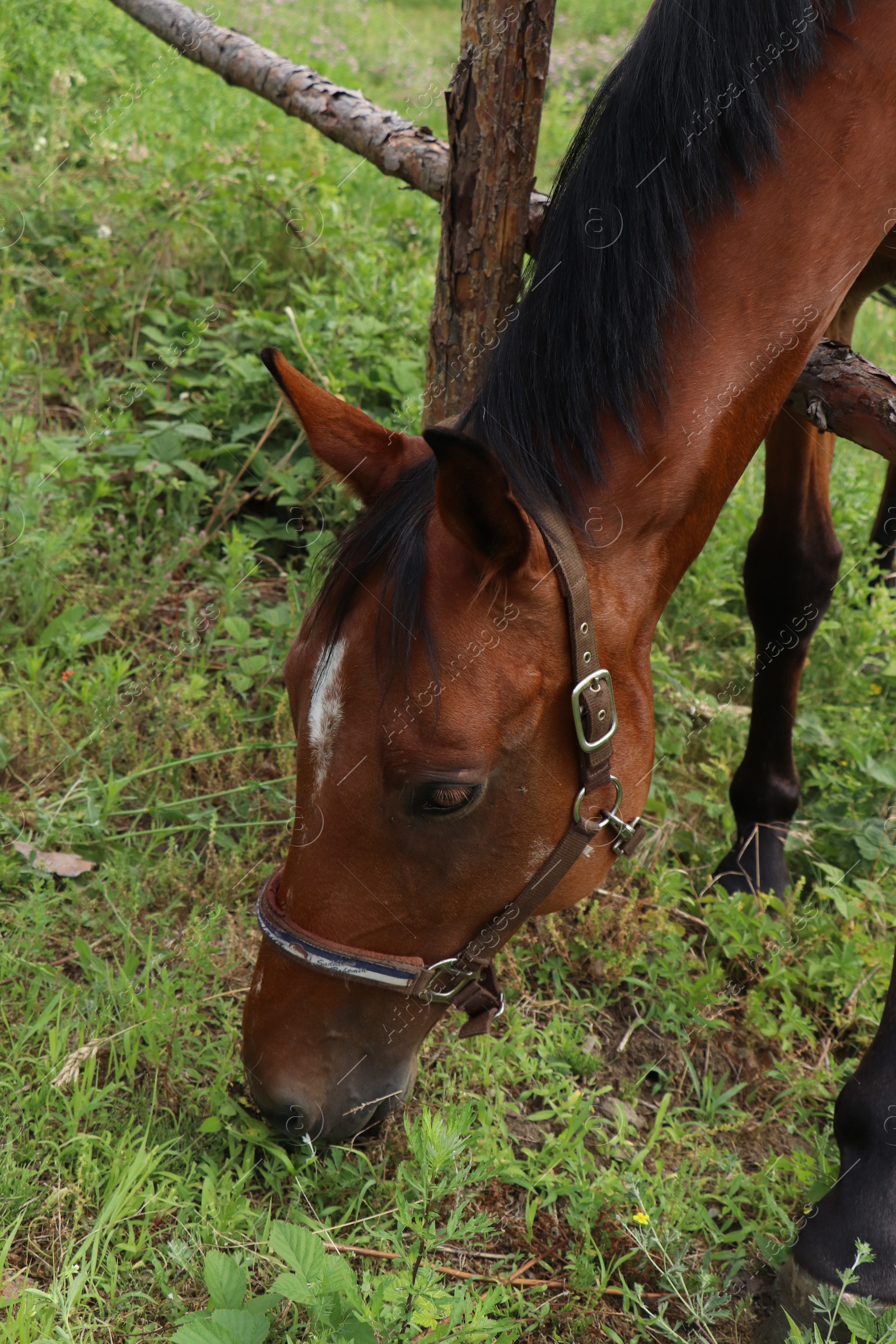 Photo of Beautiful horse grazing on green grass in paddock outdoors