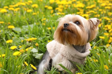 Cute Yorkshire terrier among beautiful dandelions in meadow on sunny spring day
